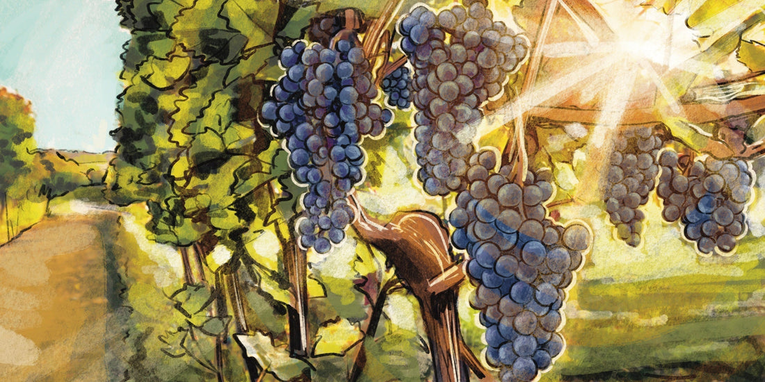 What This Summer's Heat Means for this Year's Wine