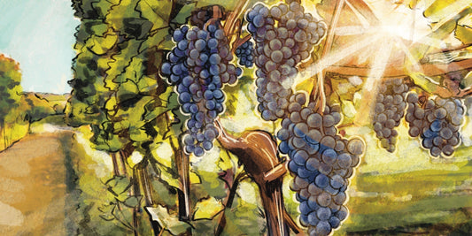 What This Summer's Heat Means for this Year's Wine