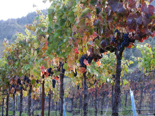 Alder Springs Vineyards