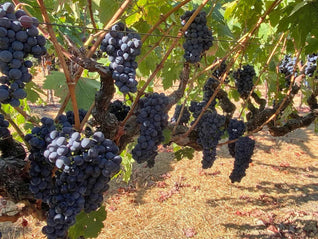Bacigalupi Vineyard