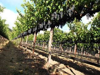 Bettinelli Vineyards