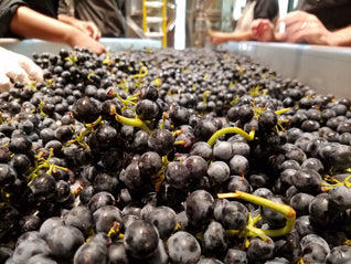 Durant Vineyards