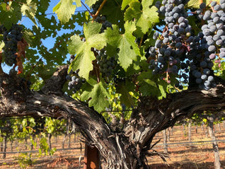 Obsidian Ridge Vineyard