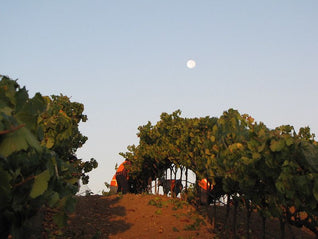 Poseidon Vineyard