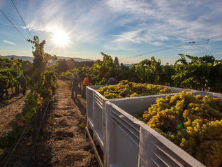 Uva Blanca Vineyard