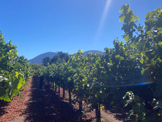Windrem Vineyard