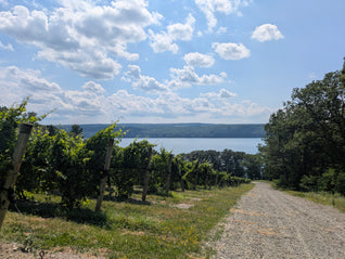 Uva Blanca Vineyard