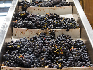 Wine and Food Events